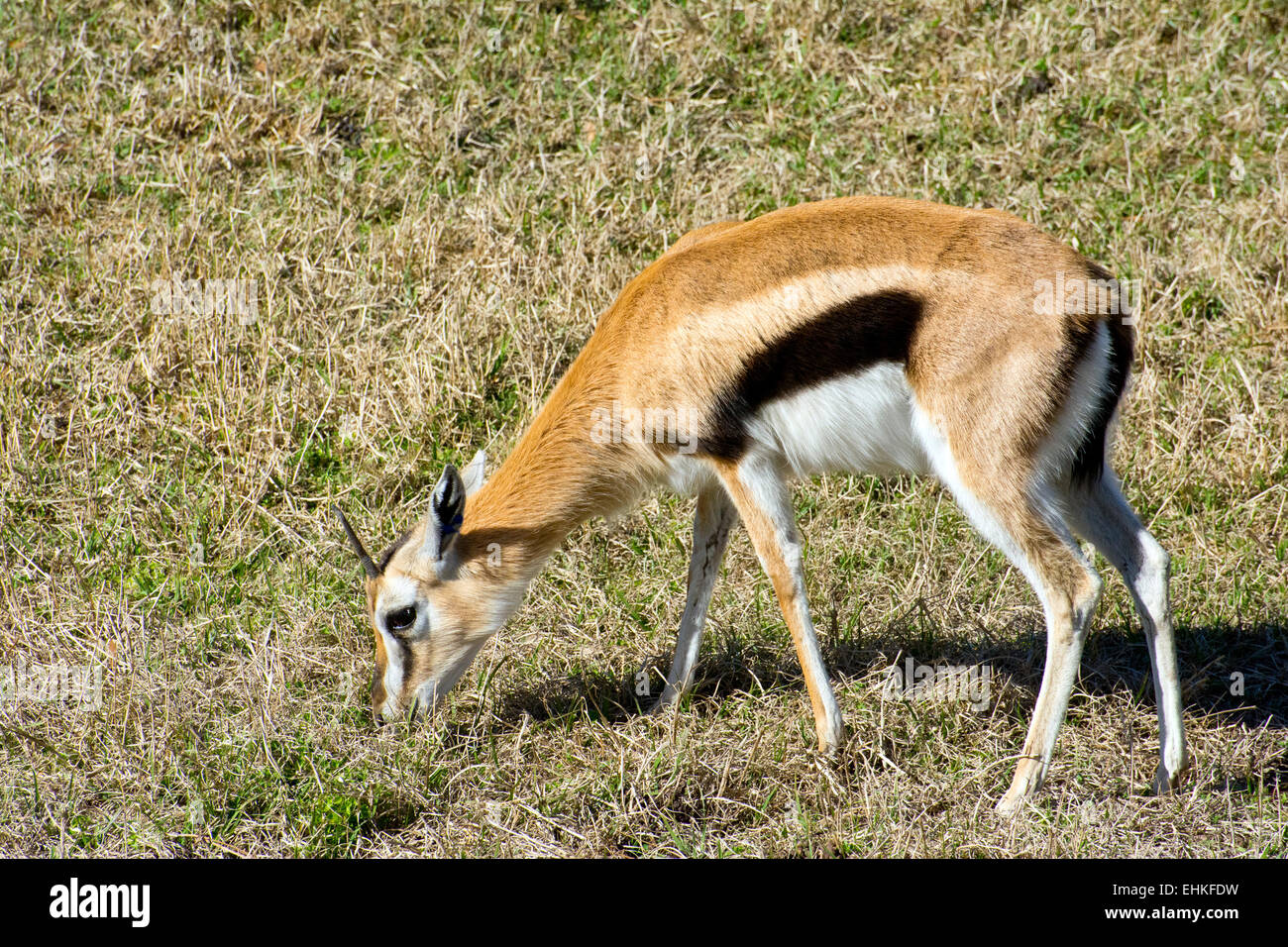 Gazelle thomsonii hi-res stock photography and images - Alamy