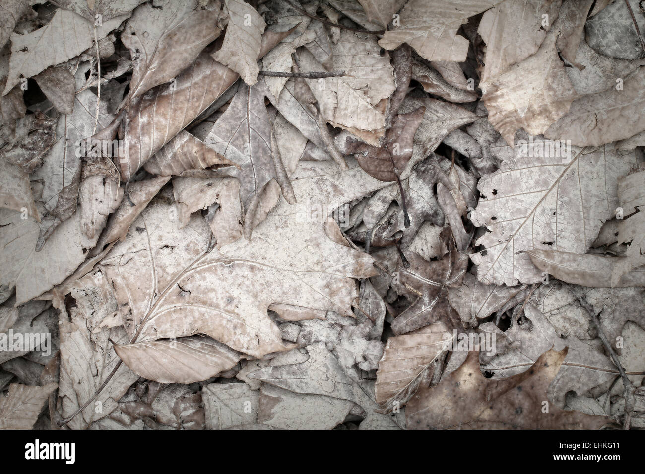 Dried Creek Bed Details Stock Photo - Alamy - Dried Creek Bed Photography