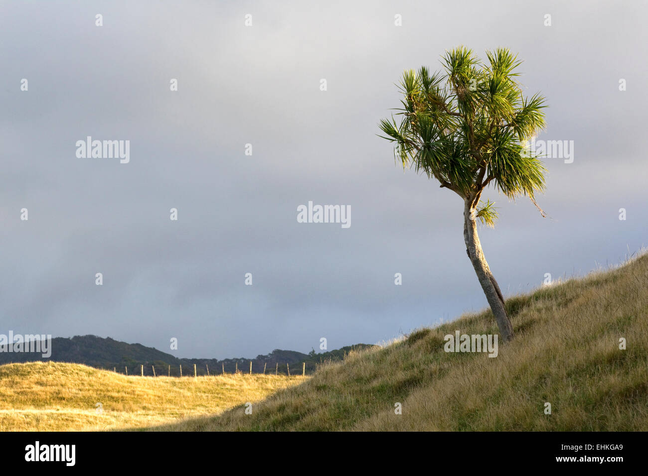 A lone New Zealand Cabbage Tree grows on a hill in New Zealand, South Island Stock Photo