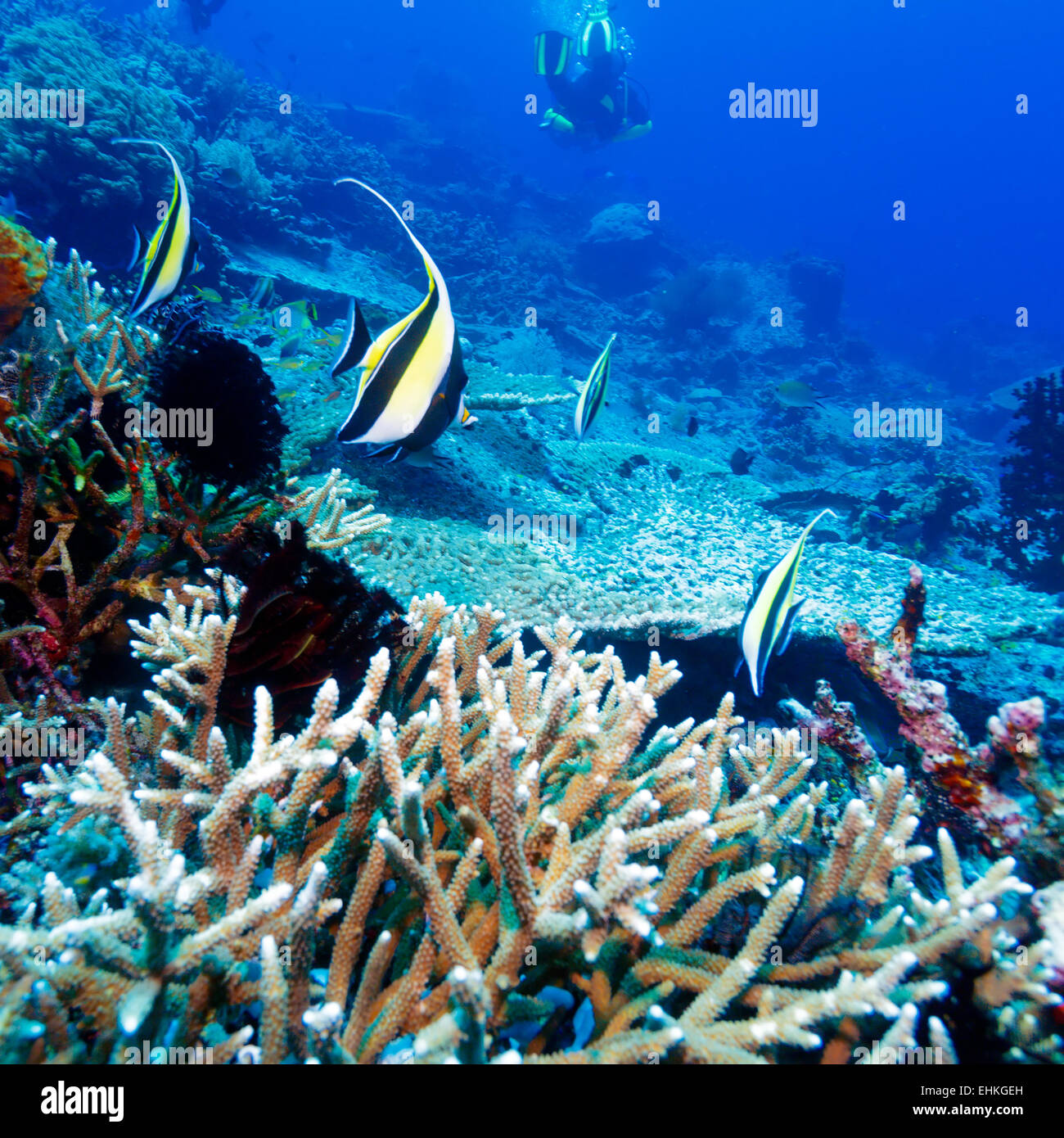 Underwater Landscape with Many Fishes near Tropical Coral Reef, Bali, Indonesia Stock Photo