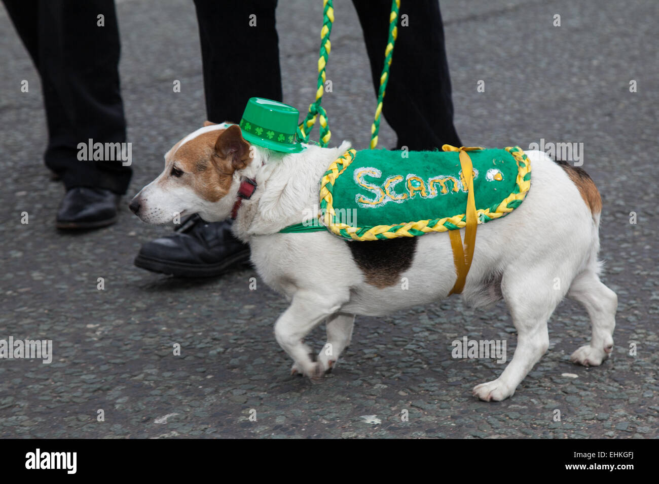 Manchester, UK 15th March, 2015.  Scamp the dog, at the St Patrick's weekend Irish Festival.  Thousands of people lined the streets to watch as the St Patrick’s Day parade made its way through Manchester.  The colourful procession set off from the Irish World Heritage Centre in Cheetham Hill before making its way to Albert Square.  Flag bearers representing the 32 counties in the Emerald Isle led the parade into the city centre, followed by floats from the city’s Irish associations. Stock Photo