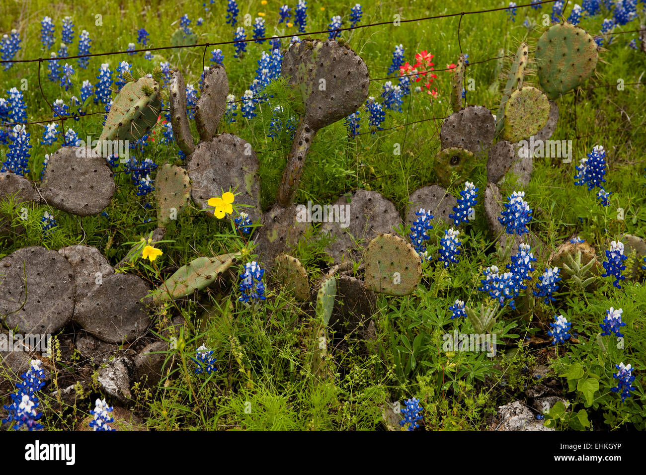 Bluebonnets and old fence in Texas Hill Country Stock Photo