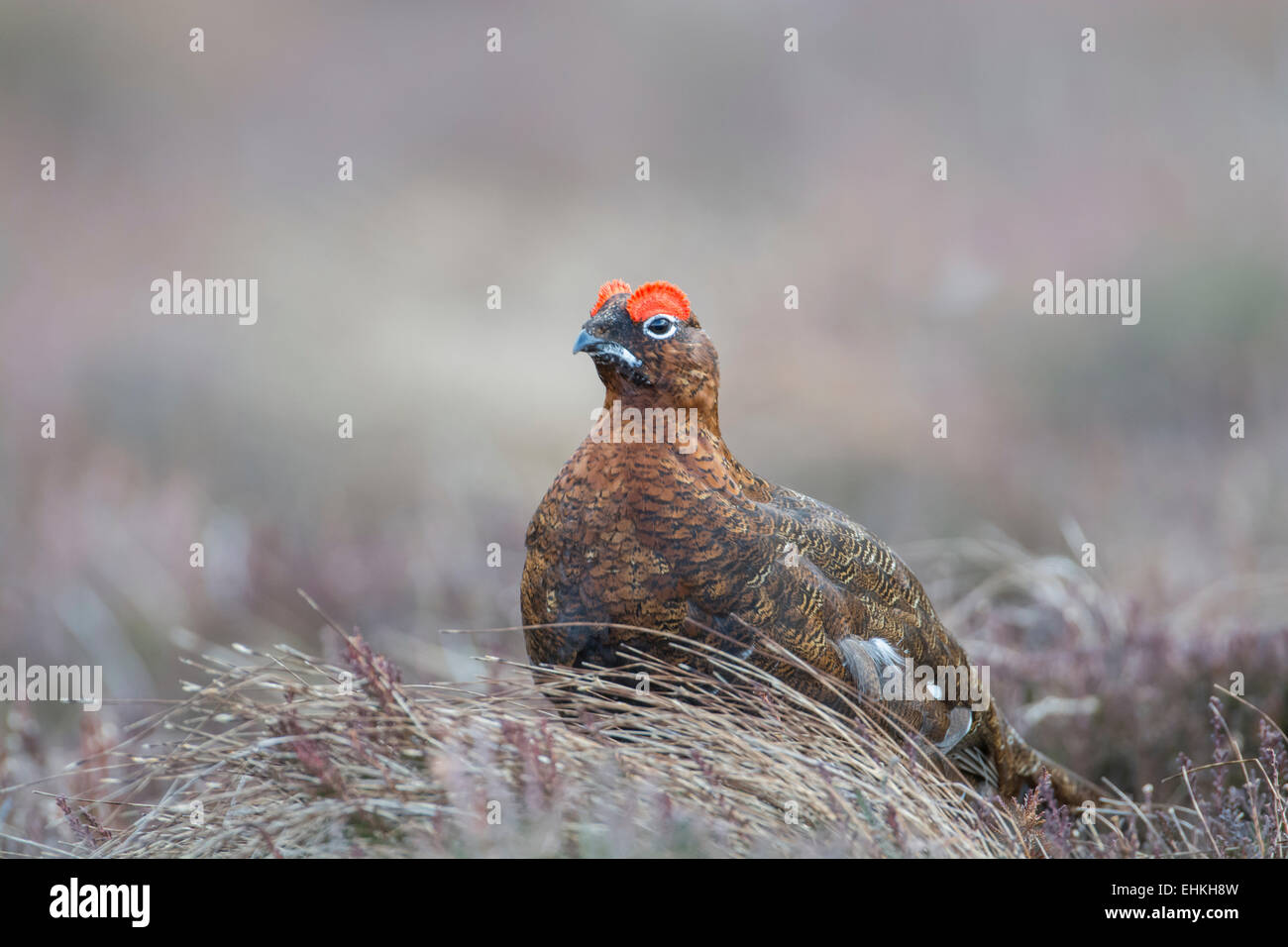 Red grouse (Lagopus lagopus scotica). The UK race of the willow grouse or willow ptarmigan. This is an adult male Stock Photo