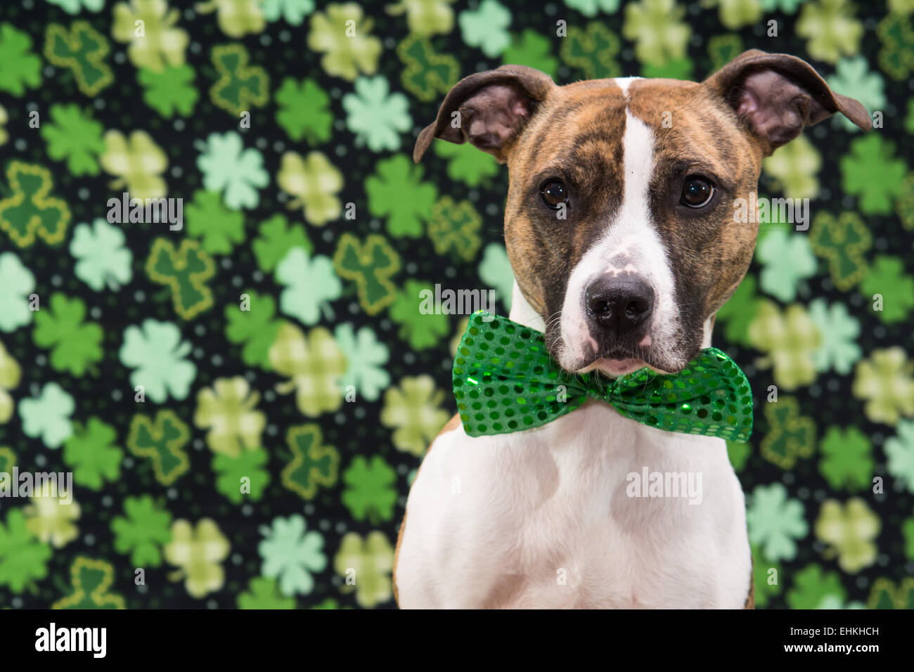 Funny St. Patrick's Day Dog Stock Photo
