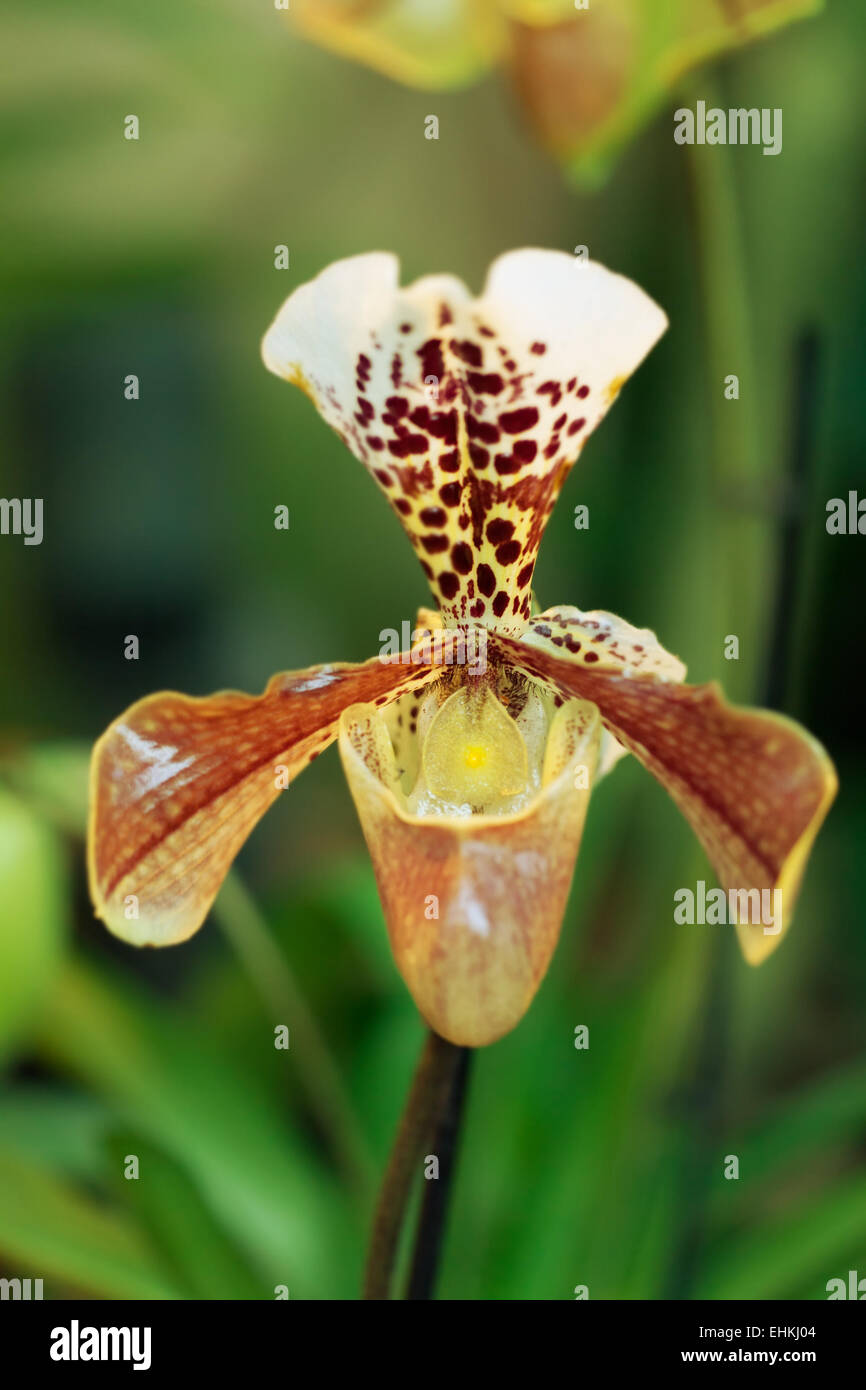 Blossoming Paphiopedilum orchid against a rainforest Stock Photo