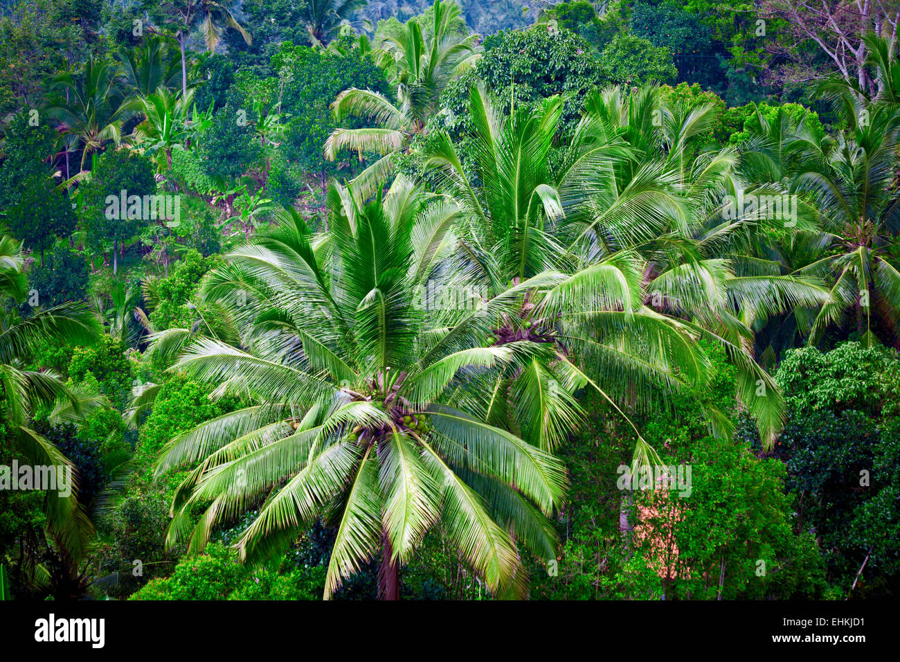 Palms and jungles inside island, Bali, Indonesia Stock Photo