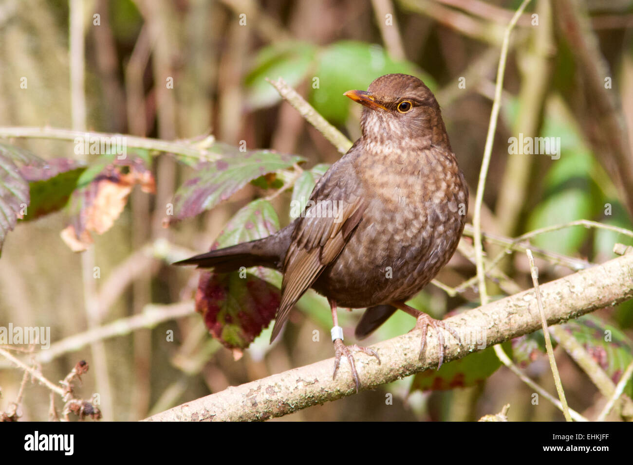 A female Blackbird perched in a woodland setting. Stock Photo
