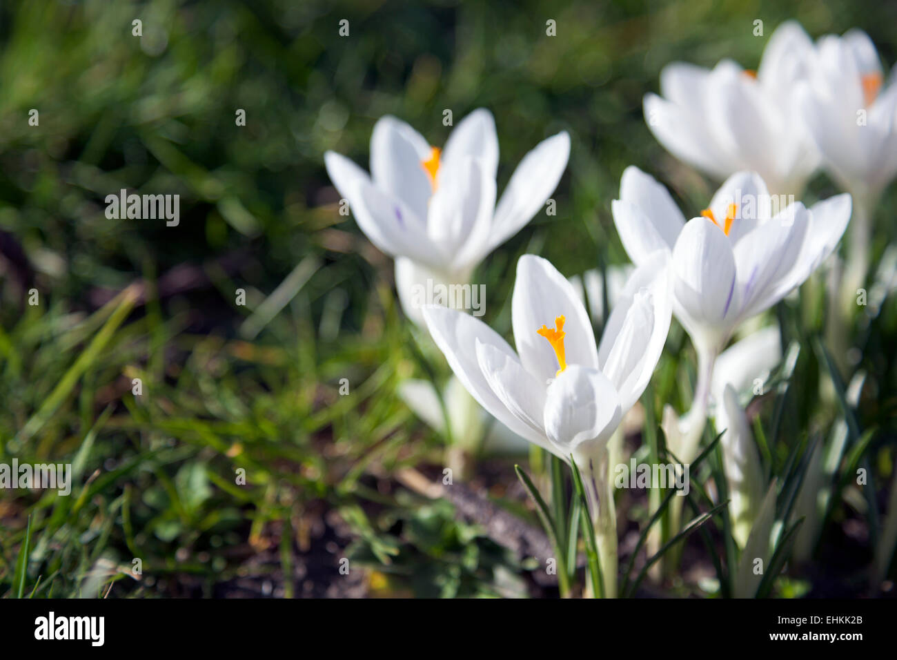 Crocuses in the field hi-res stock photography and images - Alamy