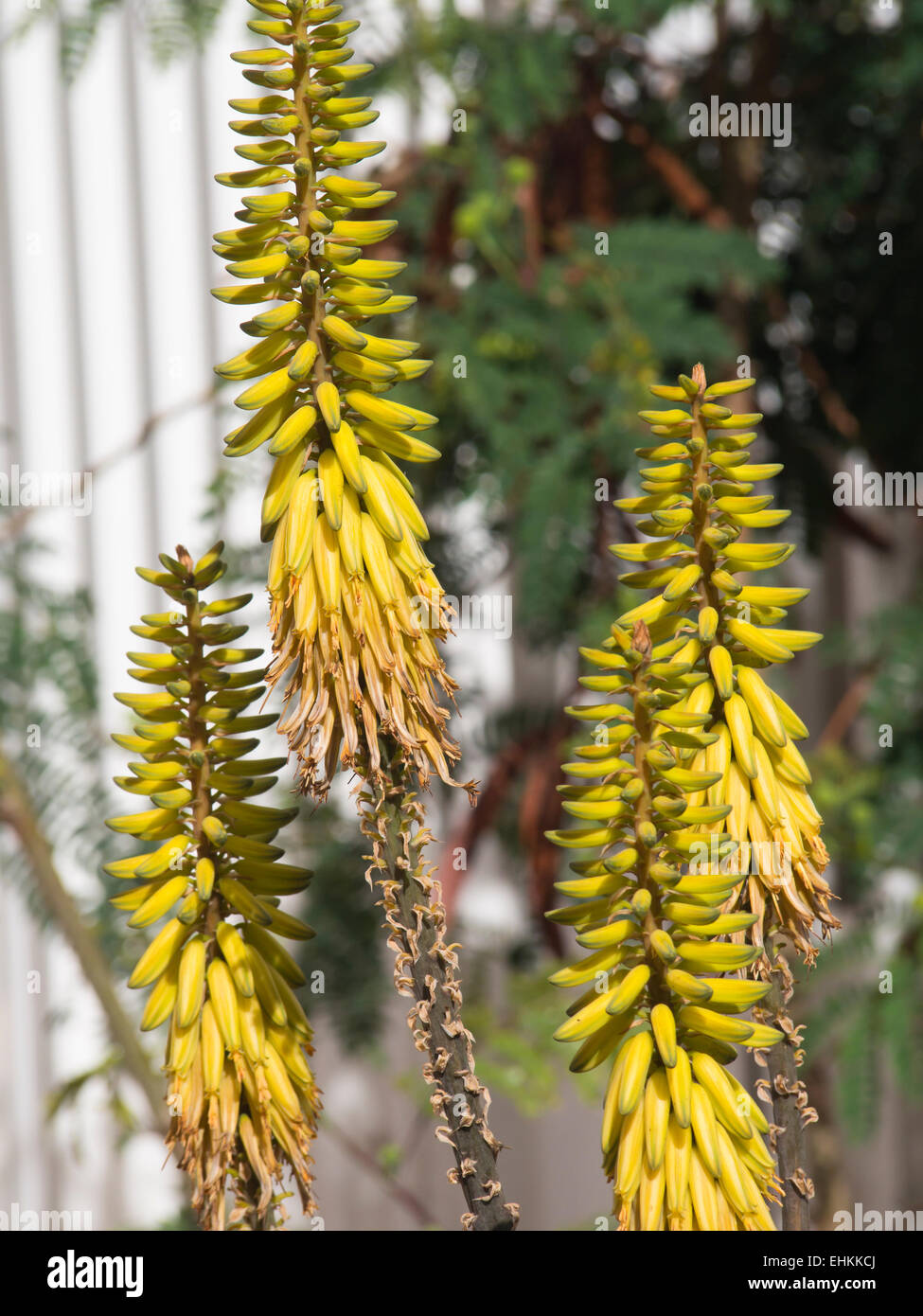 Aloe vera yellow flowers from the succulent plant cultivated in Fuerteventura, Canary islands Spain Stock Photo