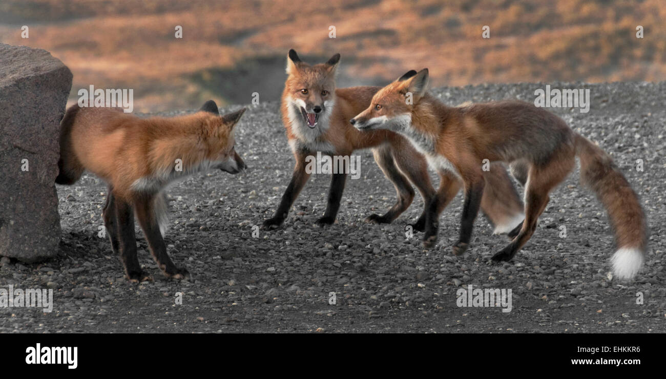 Red Foxes (Vulpes vulpes) at play on Polychrome Pass. Denali National Park, Alaska. Stock Photo