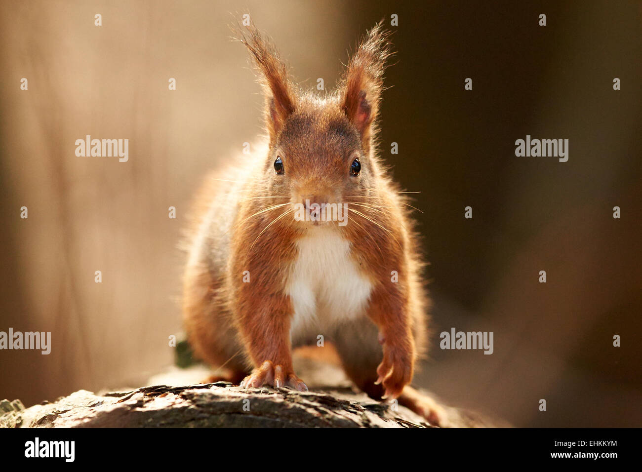 Eurasian Red Squirrel in woodland (Sciurus vulgaris) Stock Photo