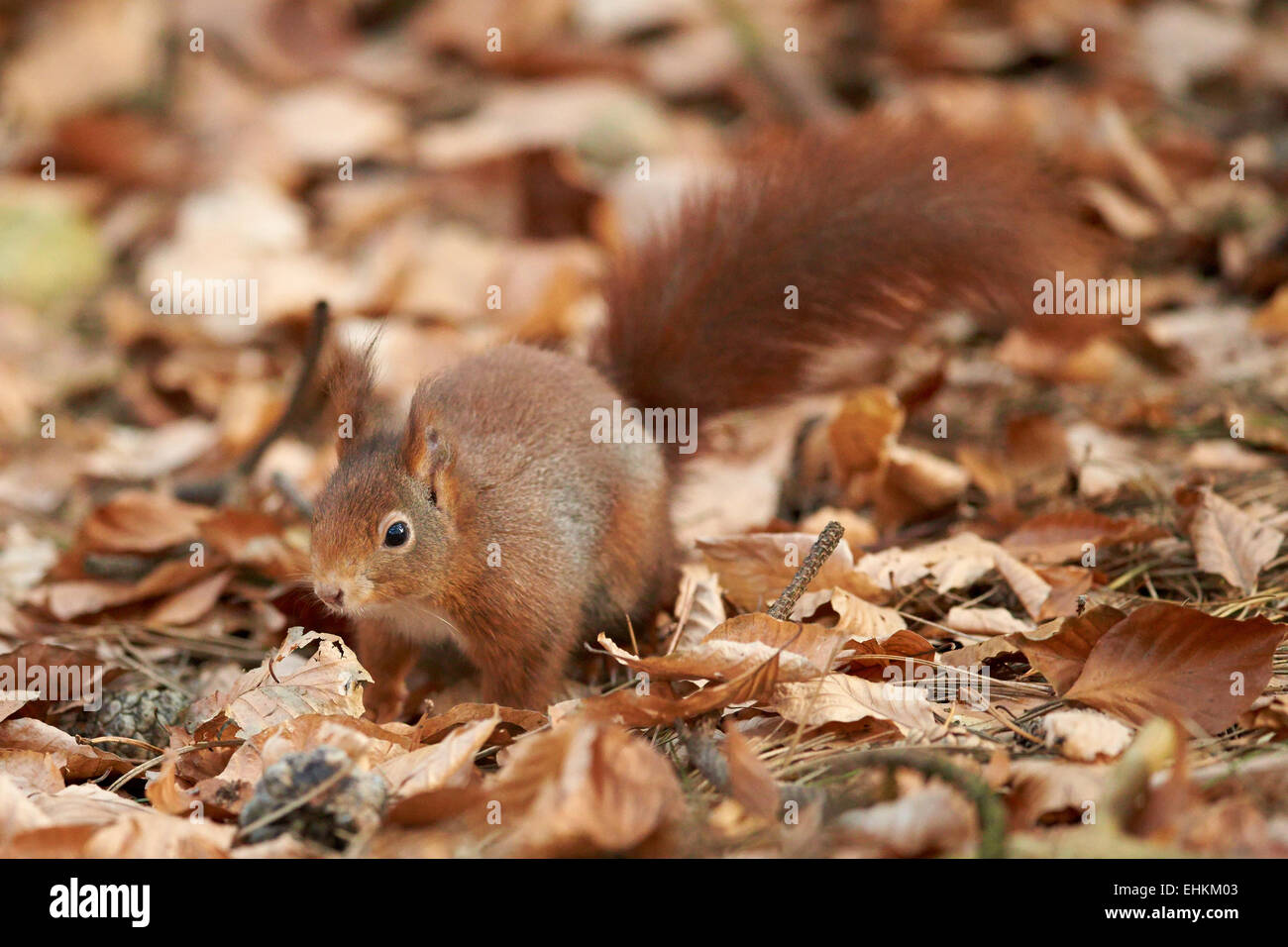 Eurasian Red Squirrel amongst the fallen leaves in a woodland (Sciurus vulgaris) Stock Photo
