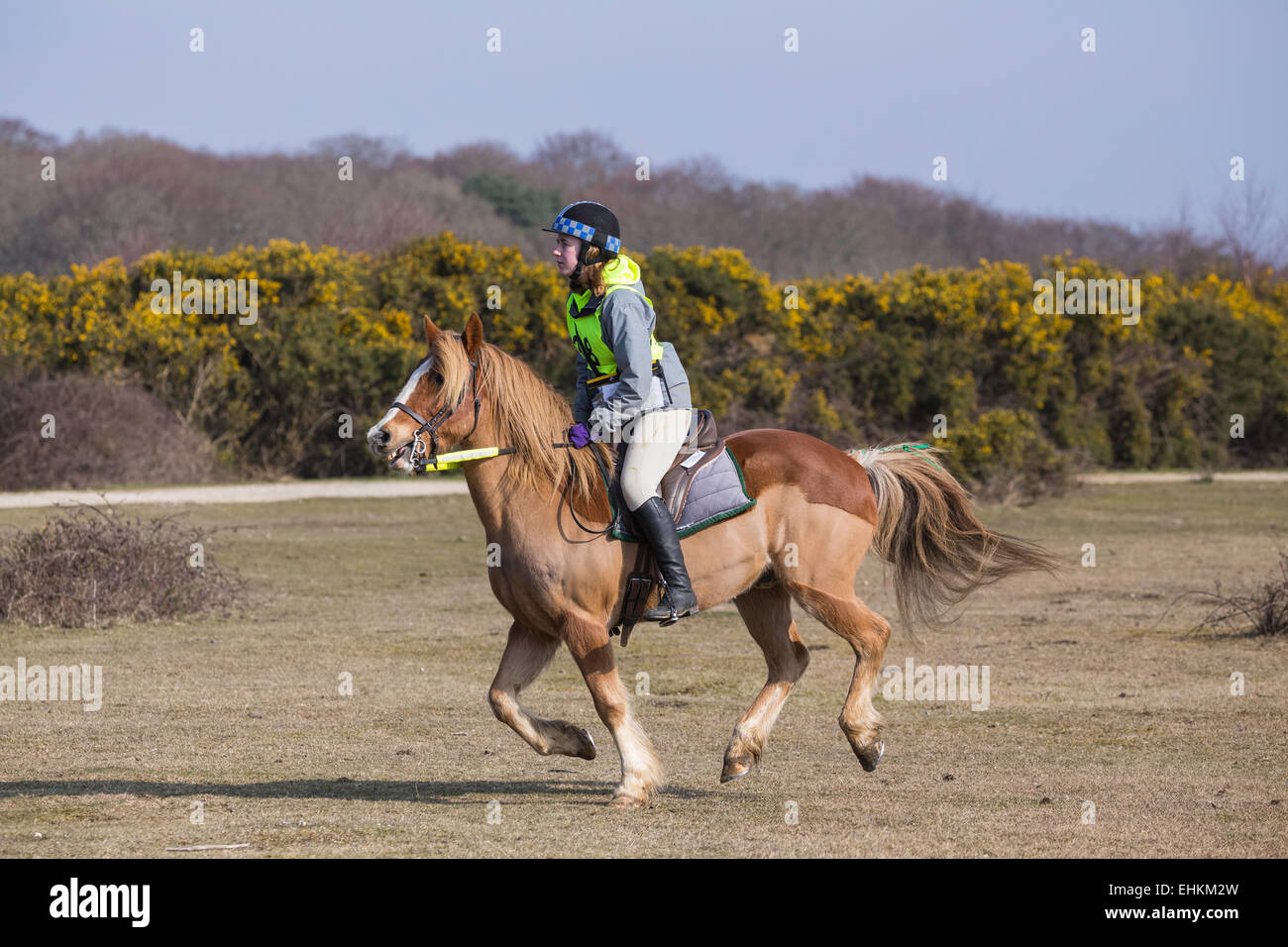 A young woman is riding her horse in the New Forest National Park. She's wearing a helmet and hi vis vest Stock Photo