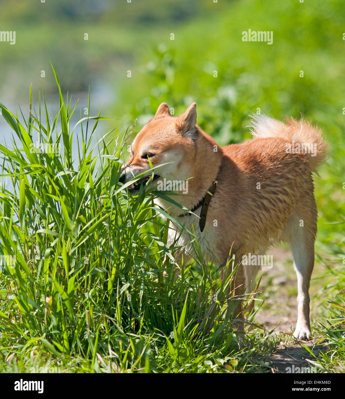 Shiba inu Dog eat grass Stock Photo Alamy