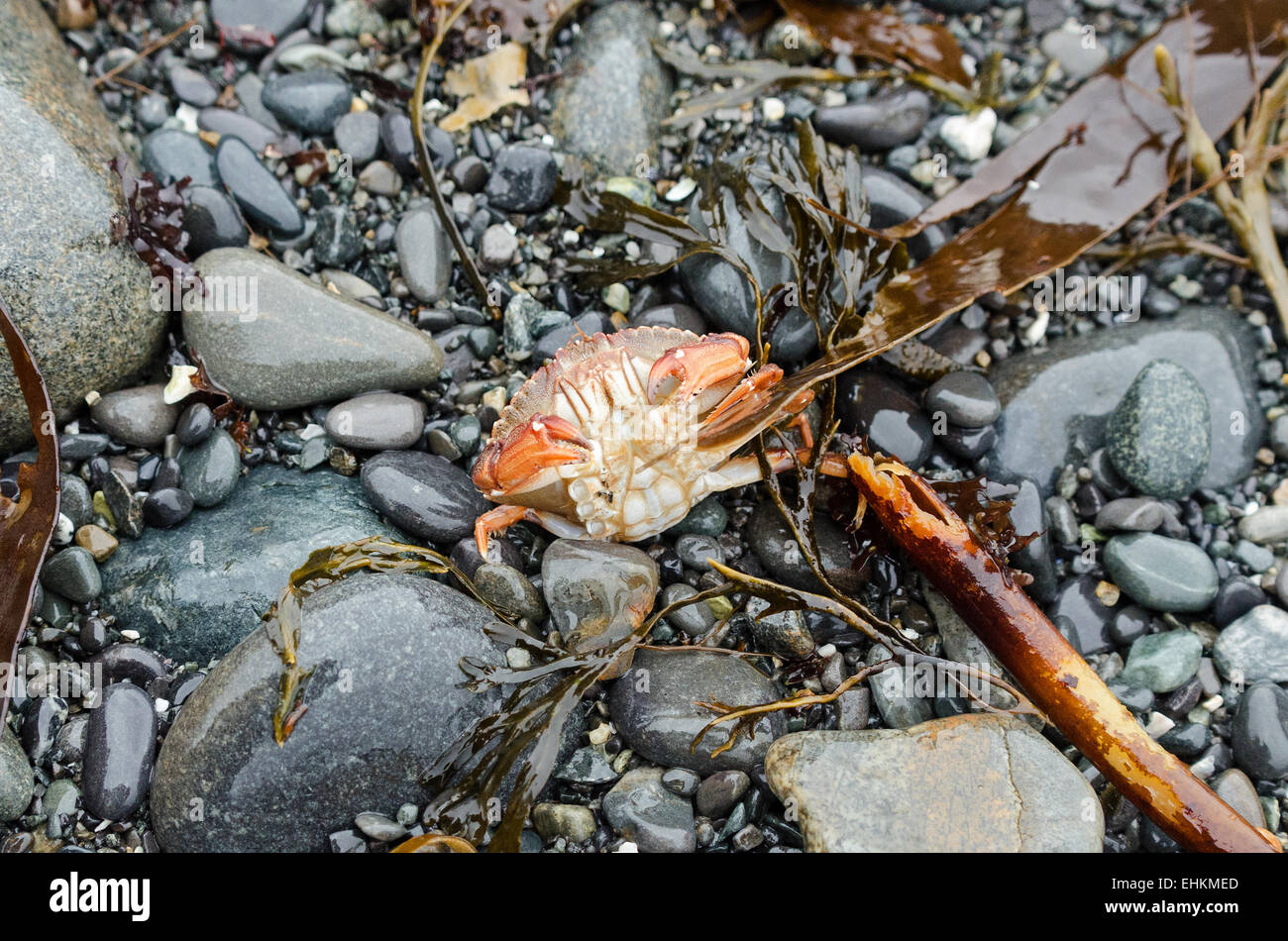 A Rock Crab struggles to right herself after a wave deposited her upside down on the beach, Acadia National Park, Maine. Stock Photo
