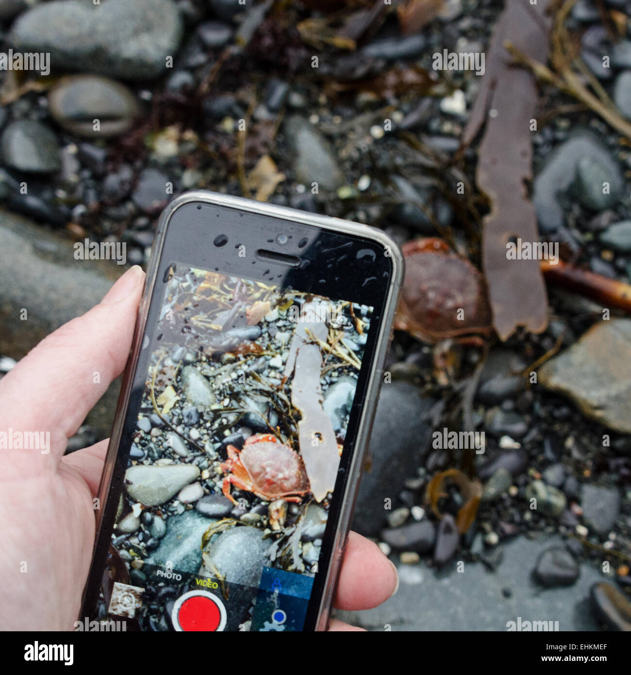 Woman's hand holding an iPhone and photographing a Rock Crab on the beach, Acadia National Park,  Bar Harbor, Maine. Stock Photo