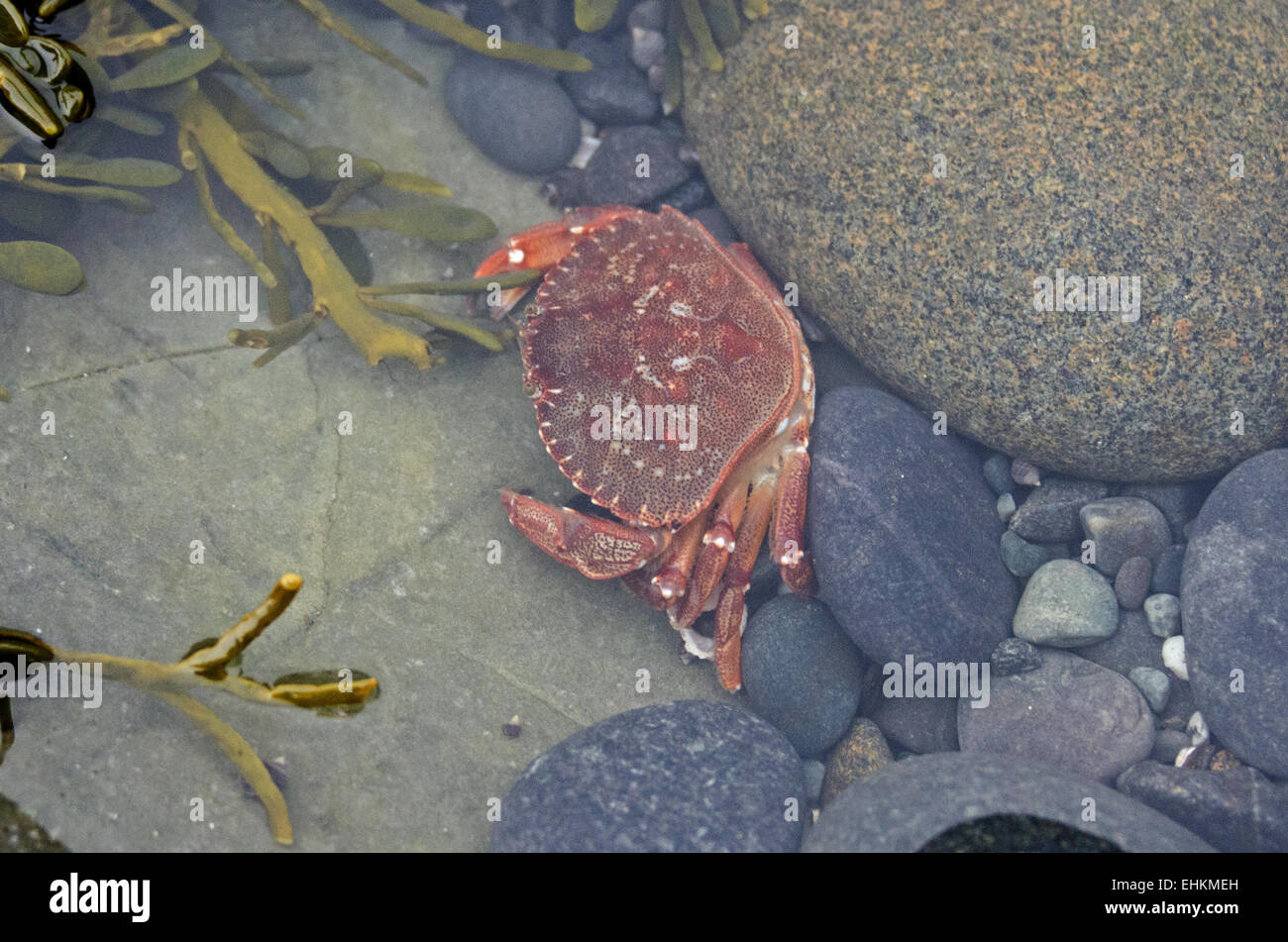 A Rock Crab (Cancer irroratus) looks for a hiding place in a tidepool, Bar Harbor, Maine. Stock Photo