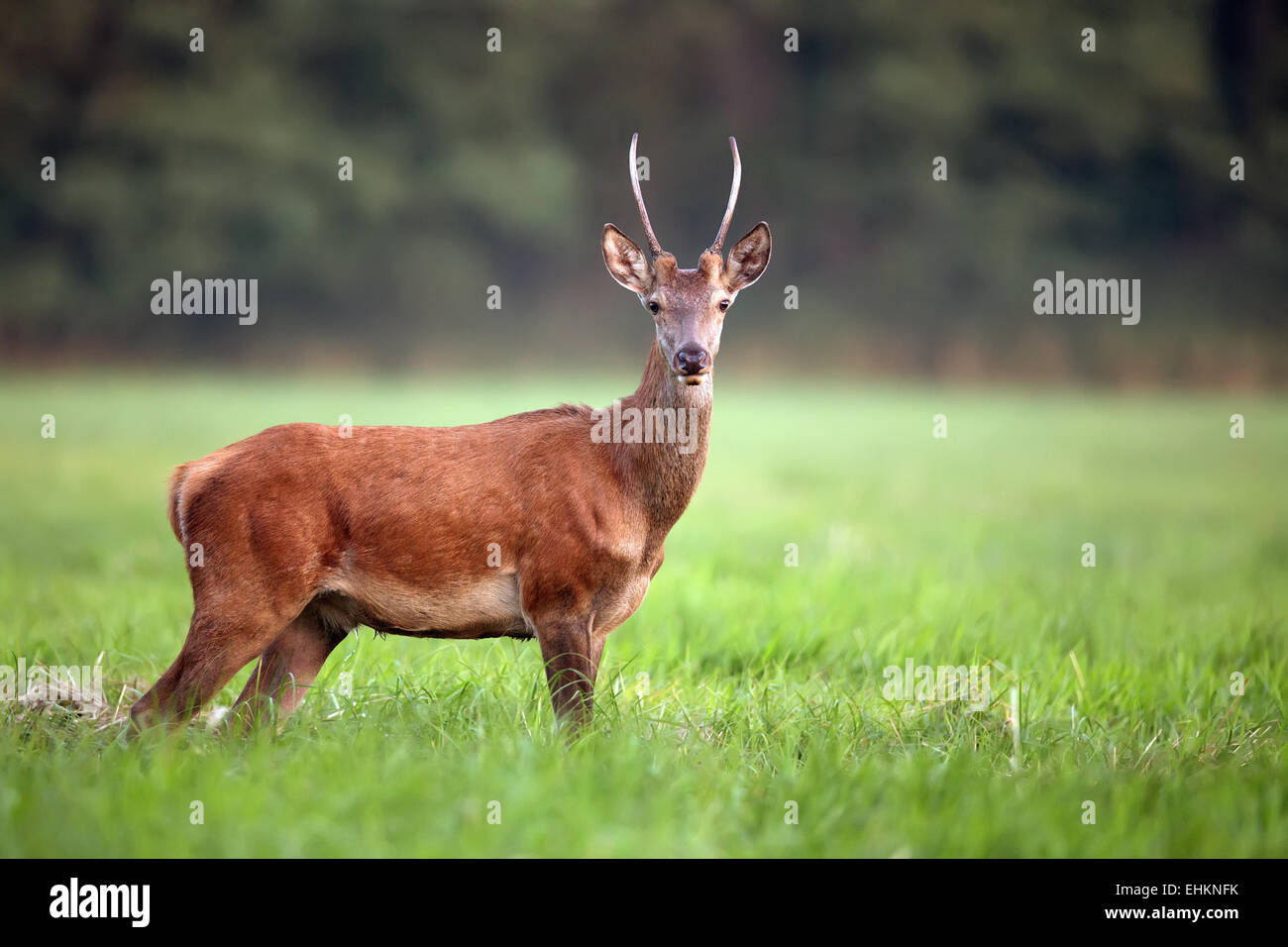 Red deer in the wild in the forest Stock Photo