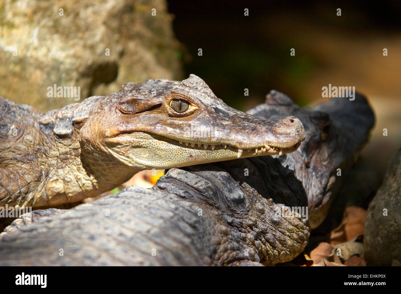 Lagarto cocodrilo hi-res stock photography and images - Alamy