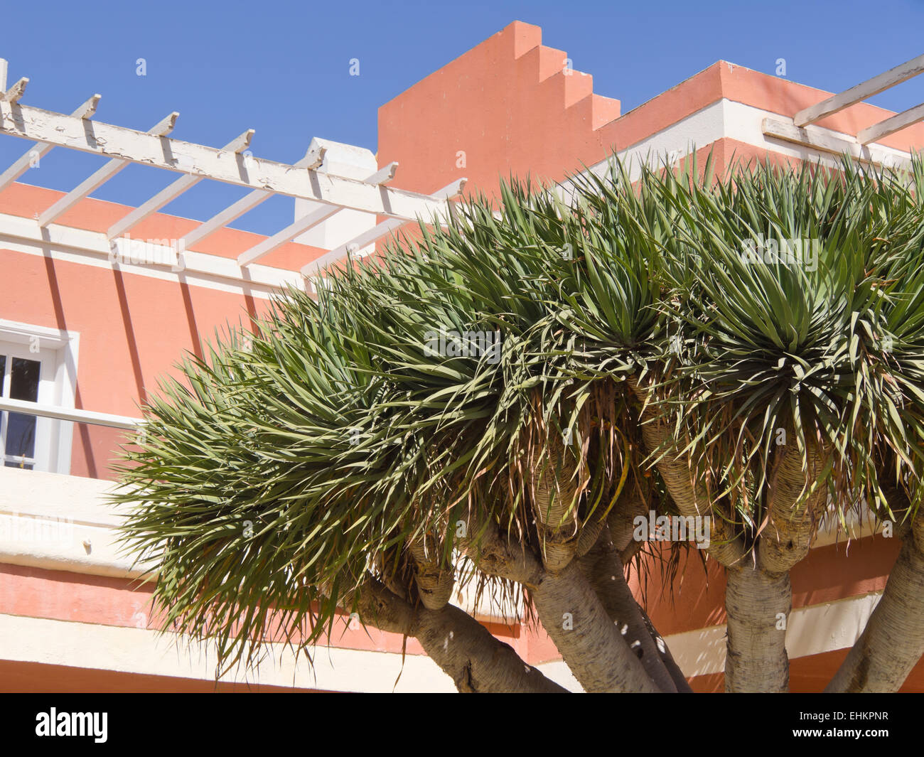 Apartment hotel, in Corralejo on Fuerteventura, or anywhere in Canary Islands Spain, pink and white with large balcony blue sky and dragon tree Stock Photo