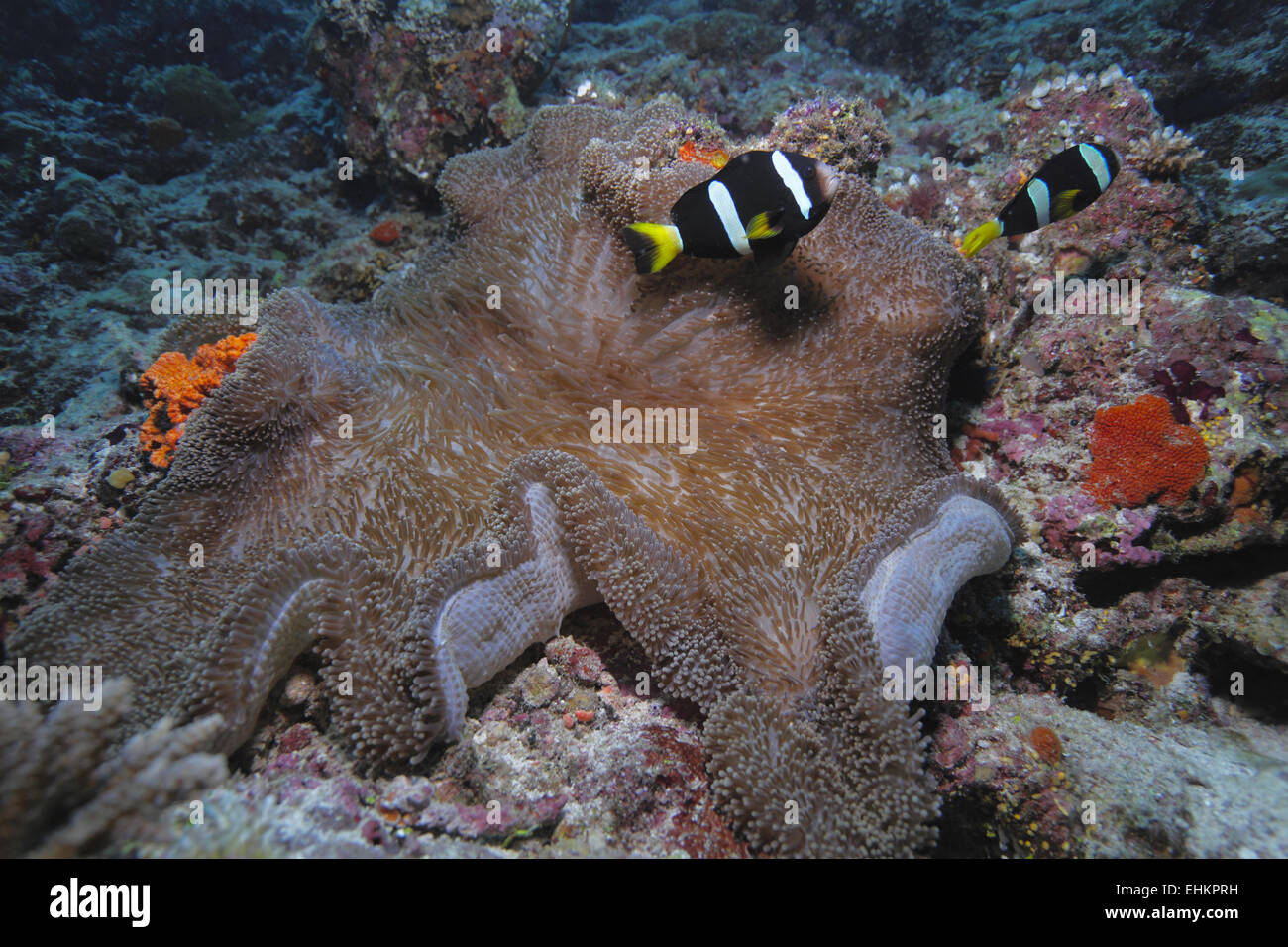 Anemonefish (Amphiprion sebae) in a sea anemone (Heteractis magnifica), Maldives Stock Photo