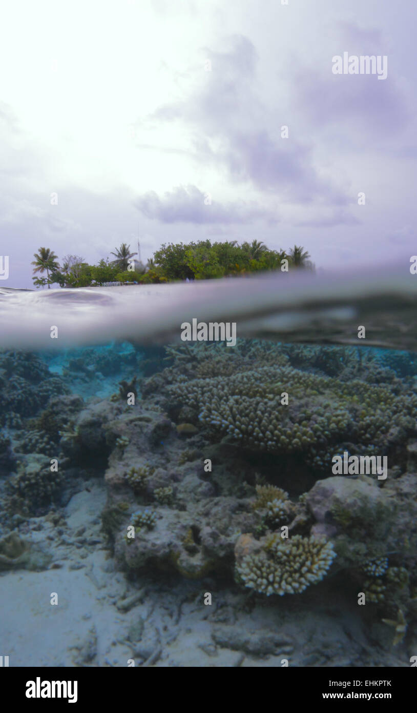 Tropical island and coral reef, Maldives Stock Photo - Alamy