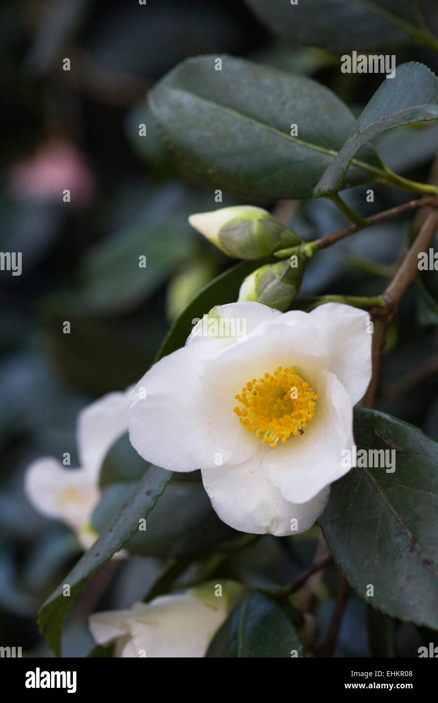 Camellia x williamsii 'Francis Hanger' flower. Stock Photo