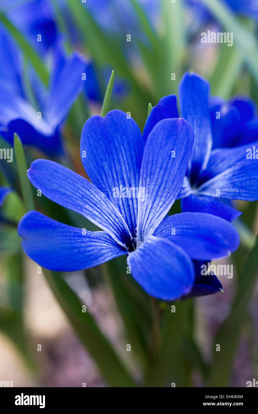 Tecophileae cyanocrocus. Chilean blue crocus flower. Stock Photo