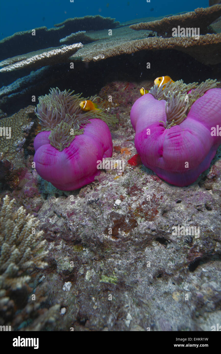 Maldive anemonefish (Amphiprion nigripes) in a sea anemone (Heteractis magnifica), Maldives Stock Photo