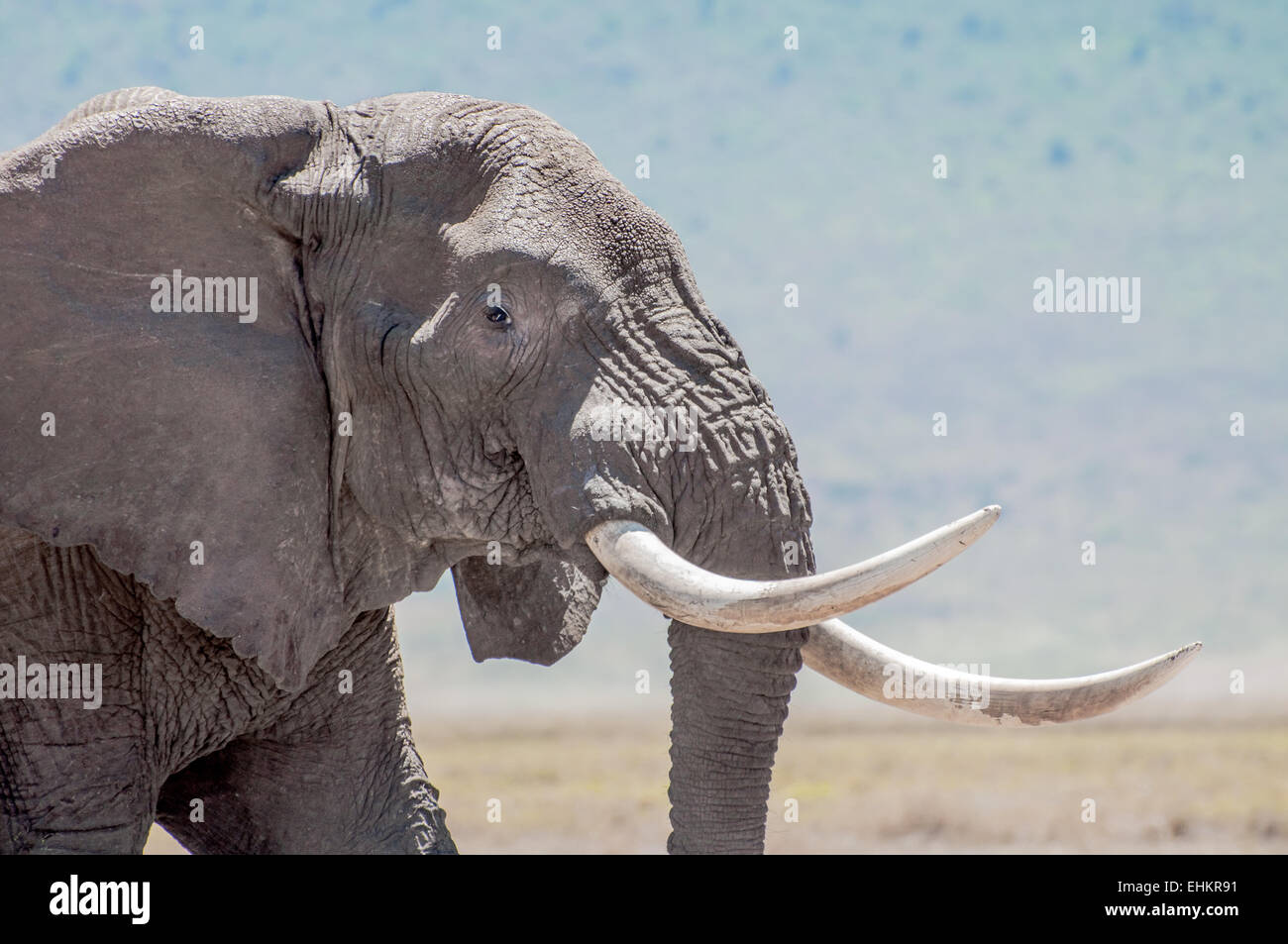 A portrait of an elephant bull showcasing his remarkable tusks. Stock Photo