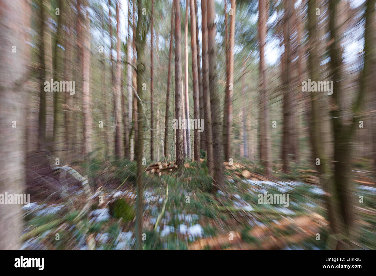 Vertigo zoom blurred winter woods. Stock Photo