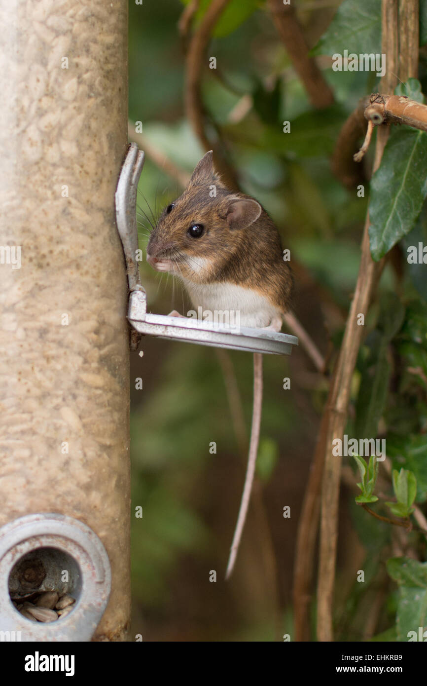 European Wood mouse Apodemus sylvaticus eating sunflower seeds from