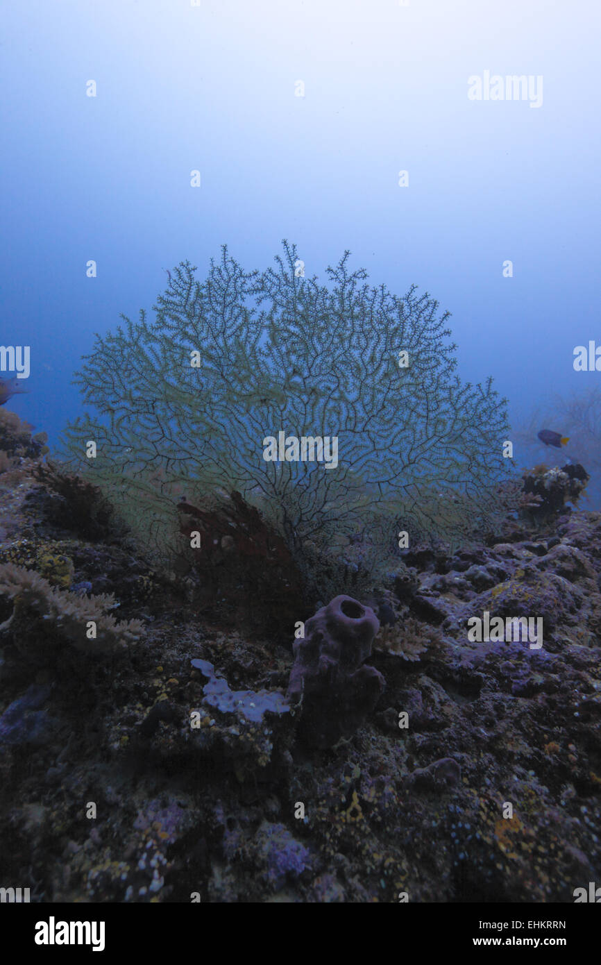 The azooxanthellate coral (Acabaria biserialis), Maldives Stock Photo