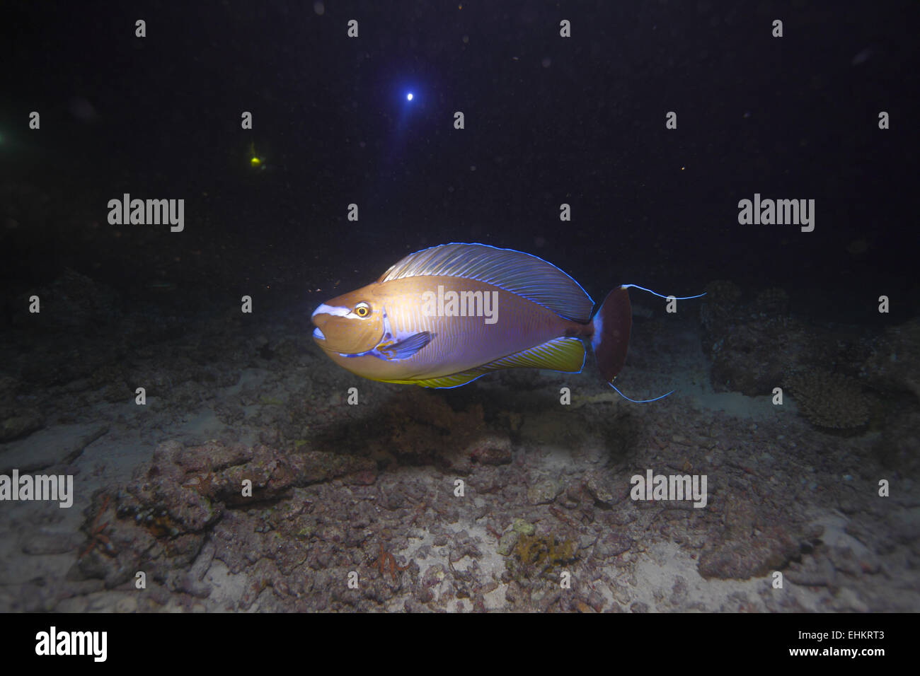 Surgeonfish (Acanthurus) at night dive, Maldives Stock Photo