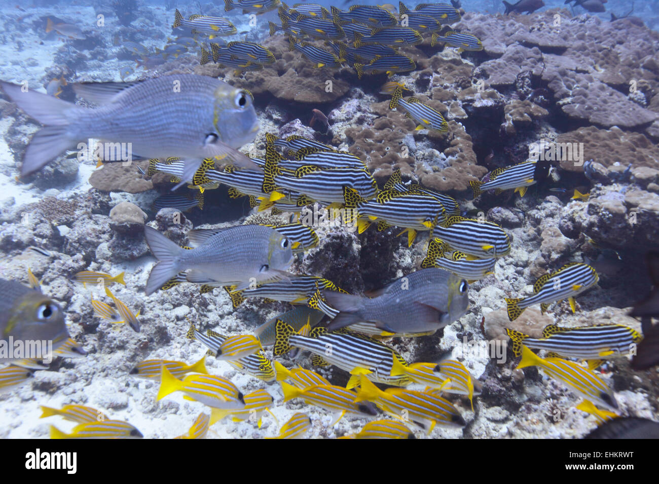 The Oriental sweetlips ( Plectorhinchus vittatus) and Bigeye emperors (Monotaxis grandoculis), Maldives Stock Photo