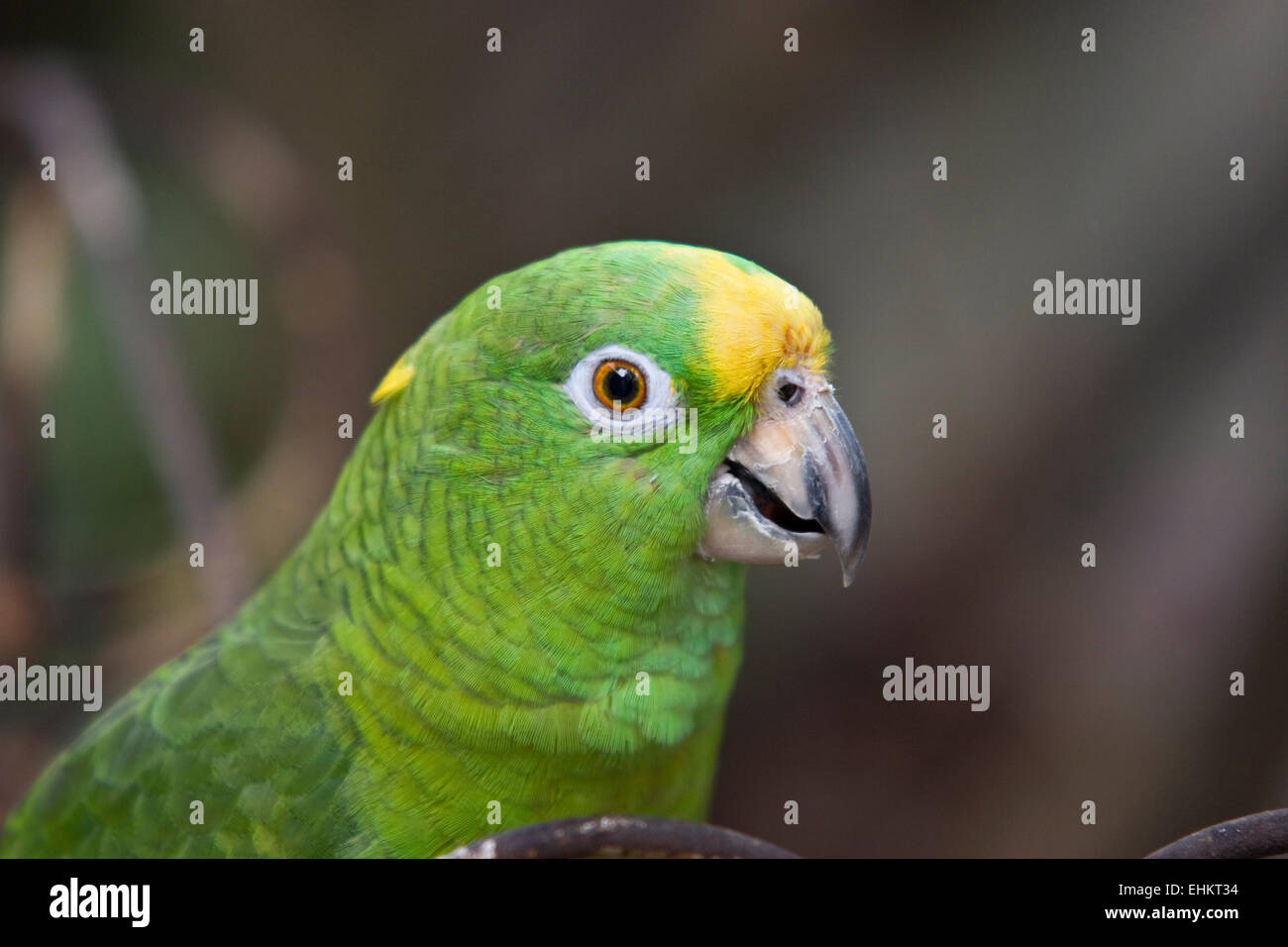Domesticated parrot on his cage Stock Photo
