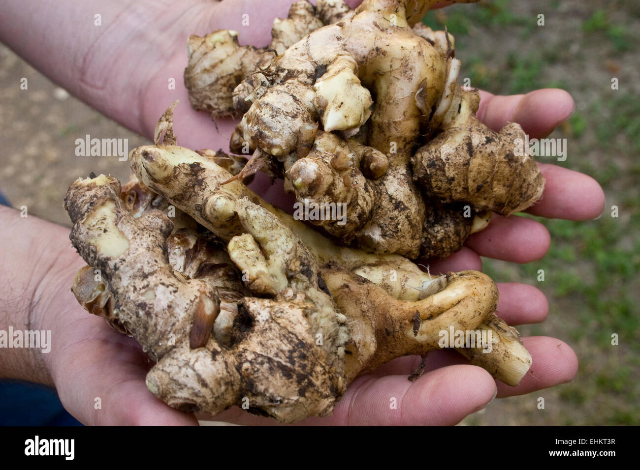 Man hands holding newly harvested ginger root Stock Photo Alamy