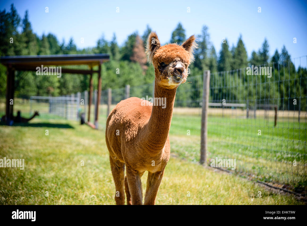 Alpaca in enclosed field trees hires stock photography and images Alamy