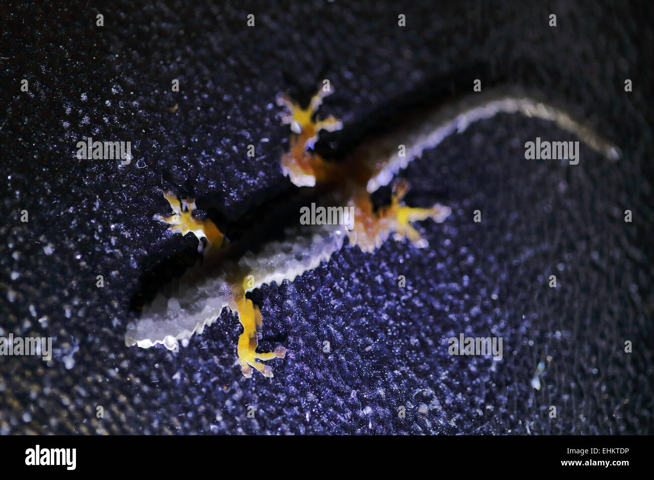 Backlit gecko on a frosted glass window pane Stock Photo