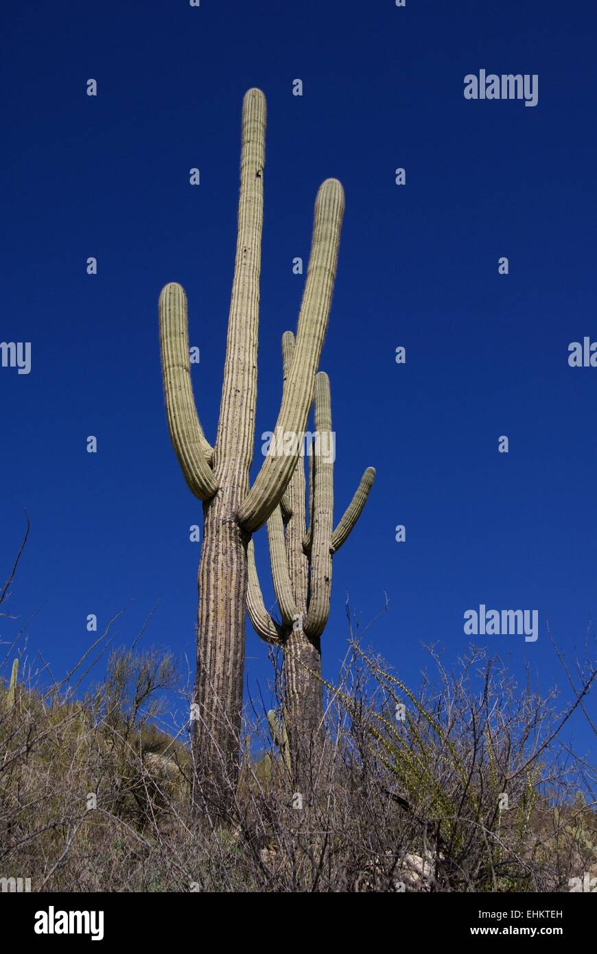 Tall Cactus Plants Sonoran Desert High Resolution Stock Photography and ...