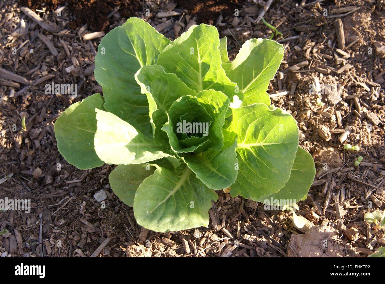 Young Cauliflower (Brassica oleracea) plant in a spring garden Stock