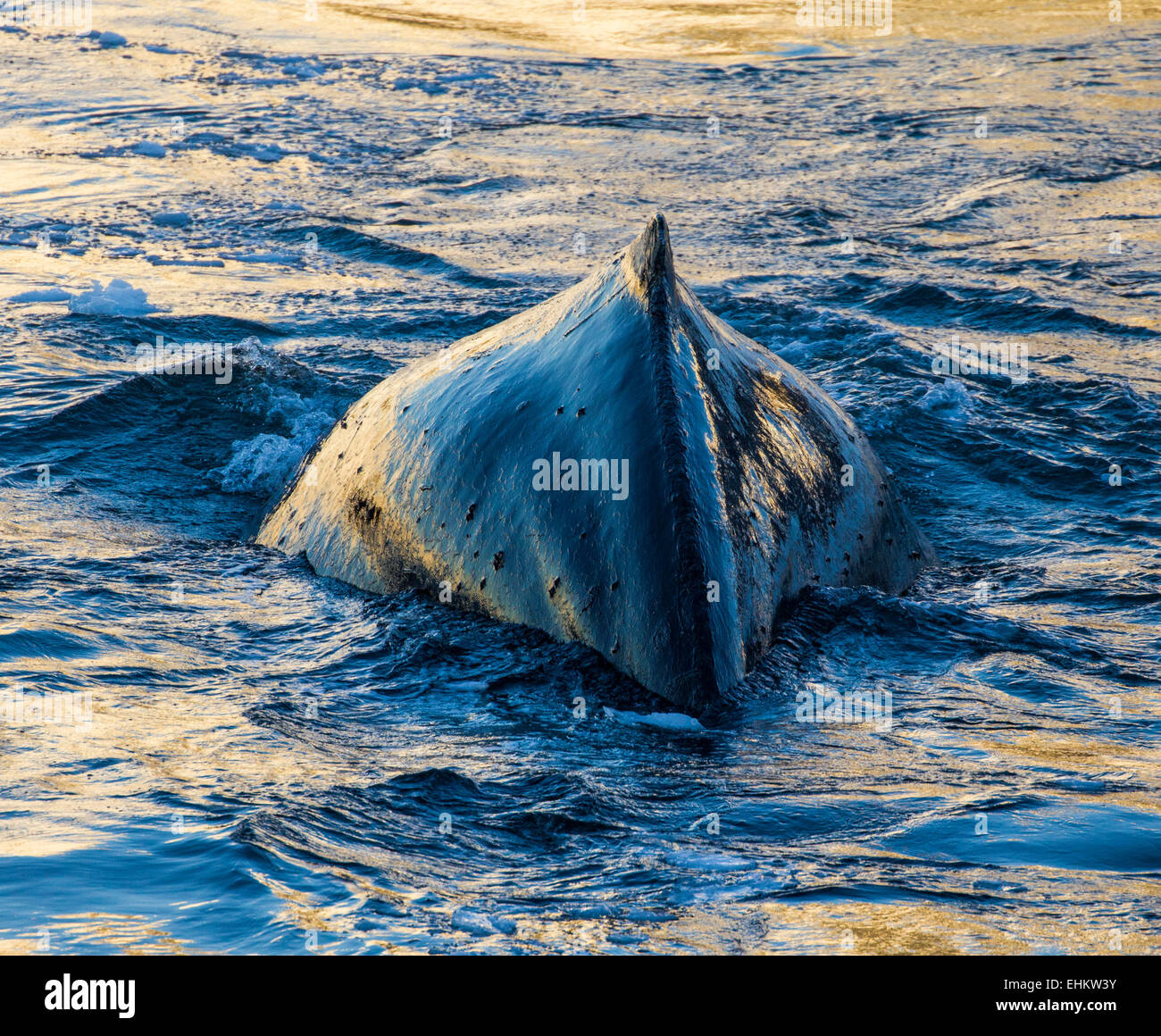 humpback whale (Megaptera novaeangliae), Antarctica Stock Photo