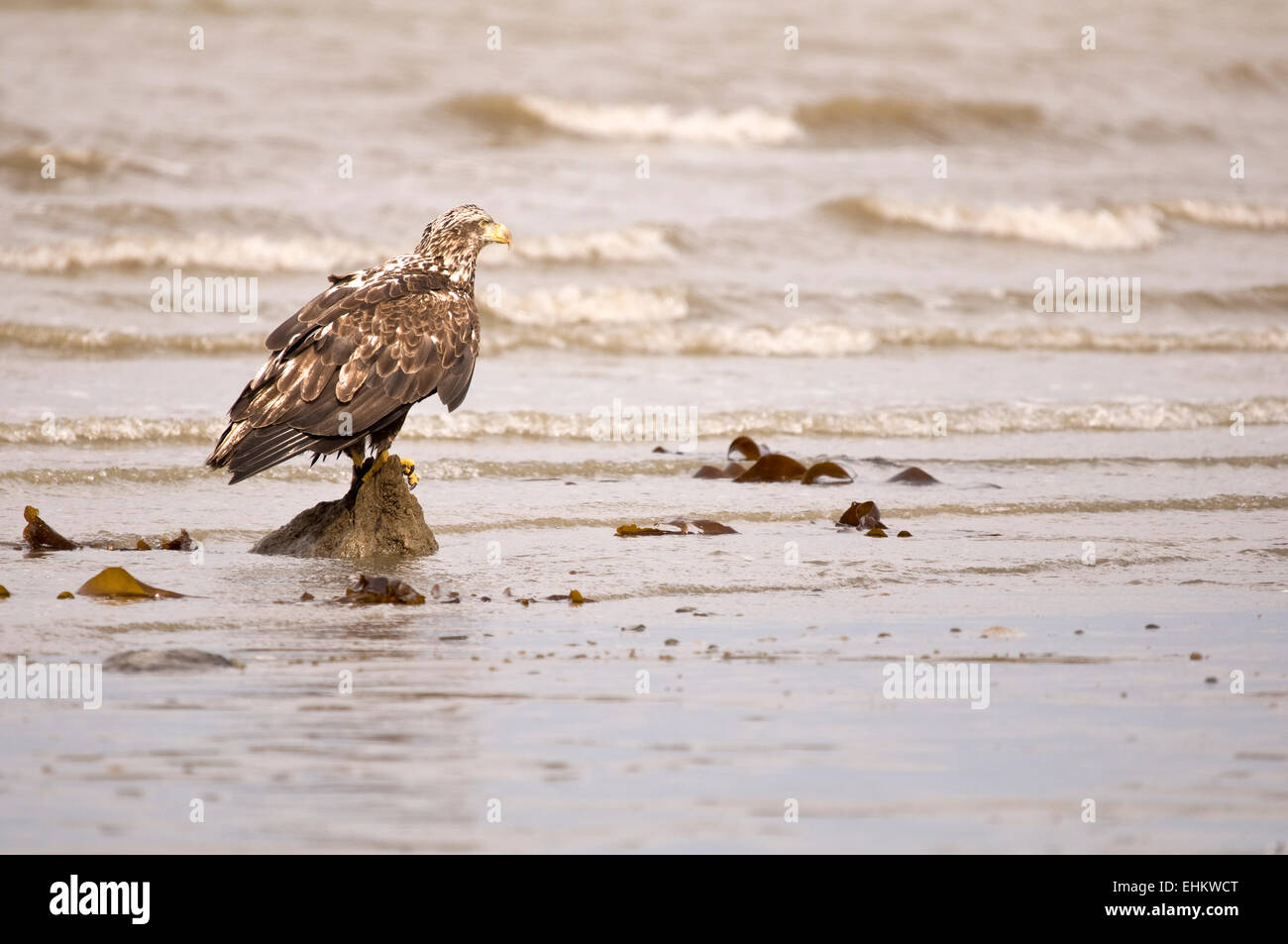 Young eagle resting on an Alaskan beach. Stock Photo