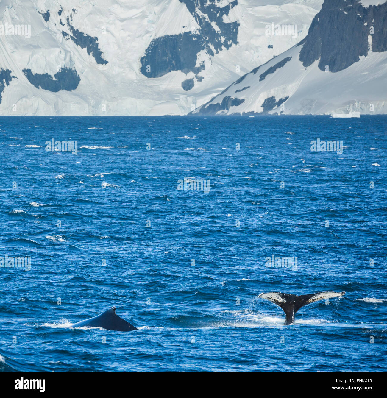 humpback whale (Megaptera novaeangliae), Antarctica Stock Photo