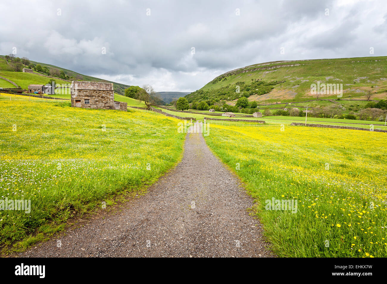 The haymeadows of Muker filled with wildflowers. Swaledale, Yorkshire Dales National Park. Stock Photo