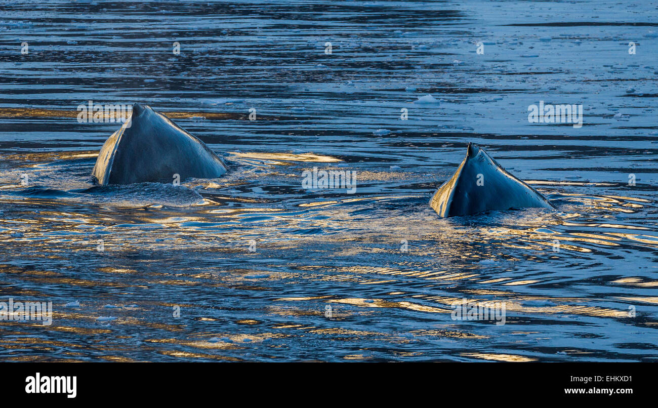 humpback whales (Megaptera novaeangliae), Antarctica Stock Photo