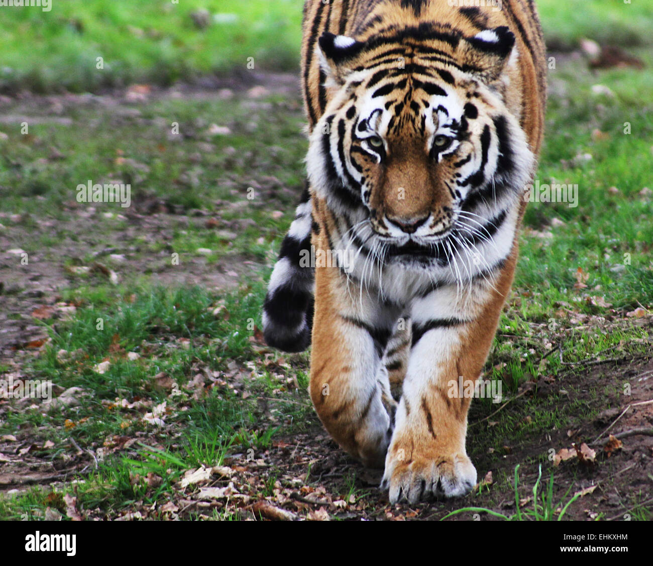 Tiger stalking his enclosure at a local zoo. Stock Photo
