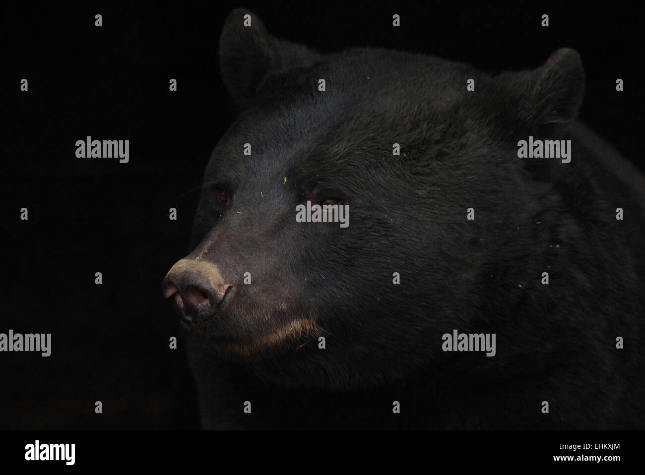 Black bear looking contemplative. Stock Photo