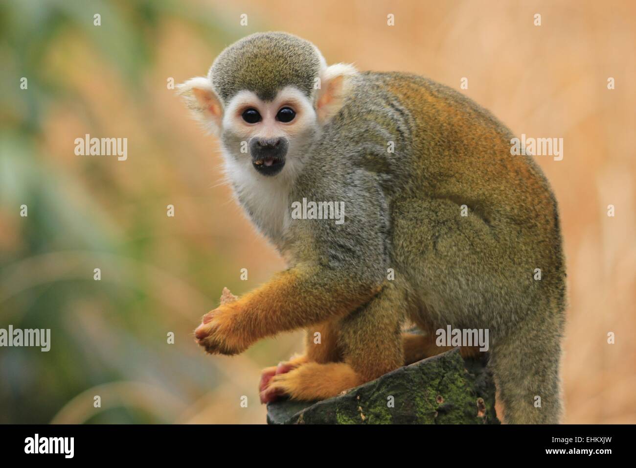 Common Squirrel Monkey eating some scavenged food. Stock Photo