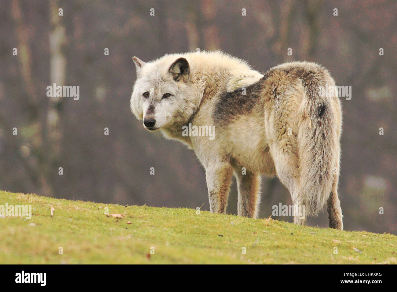 Timber Wolf looking back over his shoulder. Stock Photo